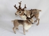 Reindeer