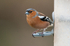 Chaffinch-male_ACP_7511-1