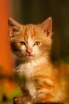 Cat domestic-3217