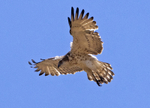 Short Toed Eagle.