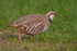 Red-legged Partridge