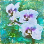 Orchids