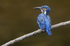 Male Kingfisher