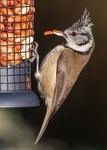 Crested Tit