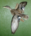 SMITH GADWALL HEN