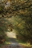 Late Autumn Sunbeams