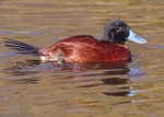 Argentine Ruddy Duck 1