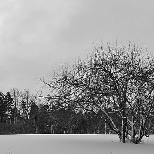 Apple Tree in winter