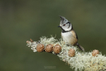 Crested Tits portfolio