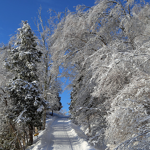 An ordinary, rural driveway becomes pretty as a postcard under Jack Frost's magic touch.