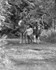 jane horses-4
