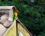 Fischer's Lovebird portfolio