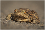 Toad