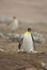 King Penguin approaches, Saunders Island, Falklands
