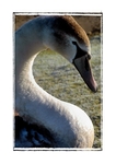 S For Cygnet