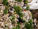 Puffins
