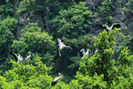 Asian Openbills, Tam Coc, Vietnam