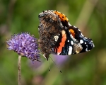 Red Admiral (02)
