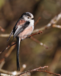 Long-tailed Tit portfolio