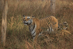Bengal Tigress pauses and looks, Panna, Madhyra Pradesh, India
