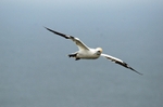 Gannet
