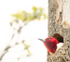 Red-Headed Woodpecker--Nesting Hole