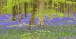 Beechwood Bluebells - pan.