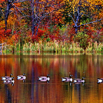 Canada Geese New Brunswick Carleton-Victoria Autumn Foliage