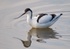 Avocet