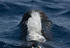 Short finned pilot whale, Madeira, Portugal (ref M8)