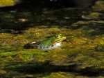 Edible Frog