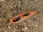 Arctica islandica (siphon)