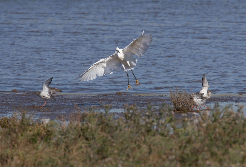 Little Egret - Dee Estuary - North Wales