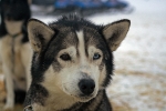 Husky 2691