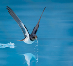 Print - Gold - Jan Sullivan - Drink on the Wing