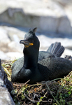 Shag