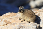 Rock Hyrax, Stony Point Nature Reserve, South Africa