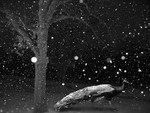 First Snow