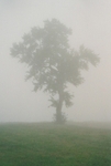 TheTree2007Layer10