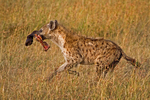 Hyena with Lunch