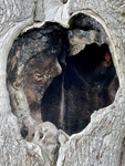 Harry Potter Tree Hole