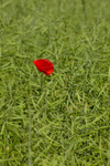 Poppy in Oil Seed Rape, Dorchester, Dorset
