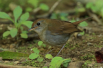 Ruddy-capped Nightingale-Thrush, Costa Rica