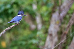 Belted Kingfisher (male), Blue Cypress Lake, Florida