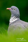 Wood Pigeon 150612 4