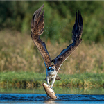 Print-Bronze-Neil Thomas-Osprey