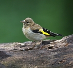 Goldfinch