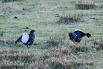 Black Grouse