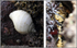 IDA011: Nucella lapilus & eggs