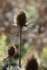 "A Prickly Sort"